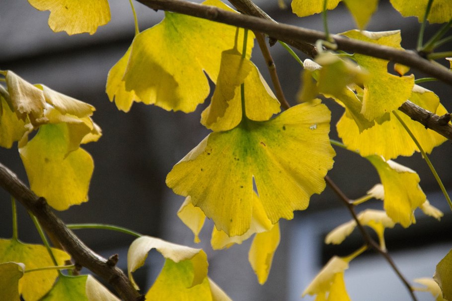 Гинкго билоба Ginkgo Biloba Tubifolia