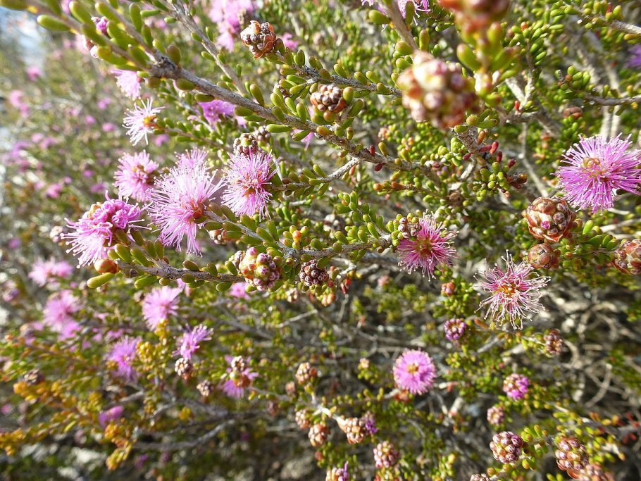 Melaleuca thymifolia