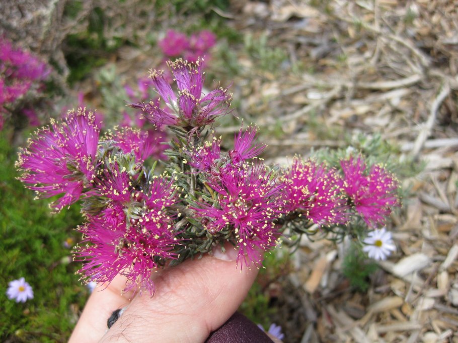 Мелалеука несофила