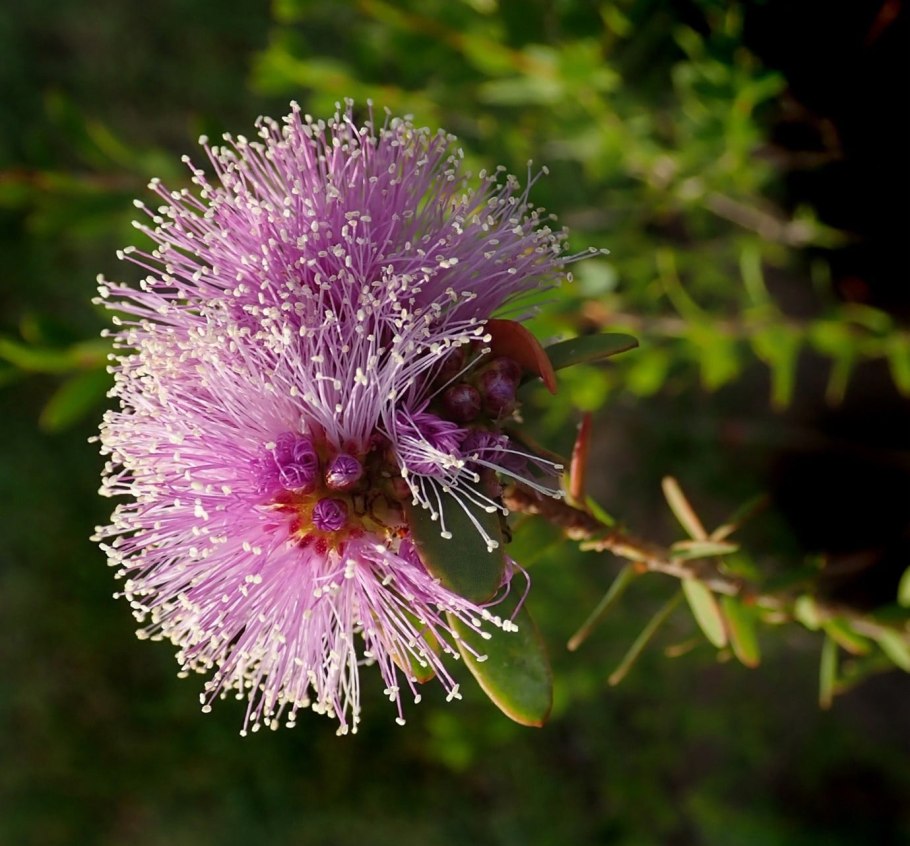 Melaleuca radula