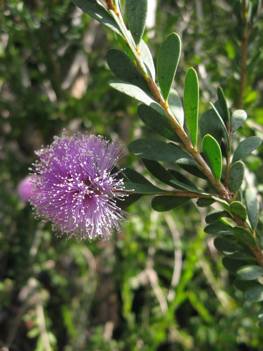 Мелалеука диосмолистная