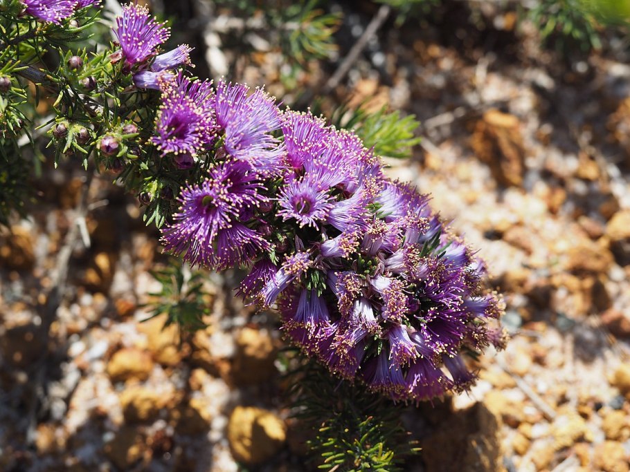 Melaleuca linariifolia