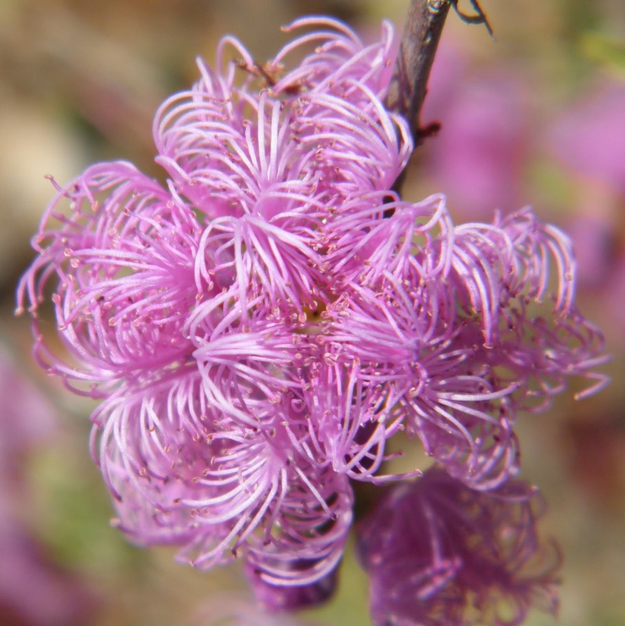 Мелалеука Брактеата