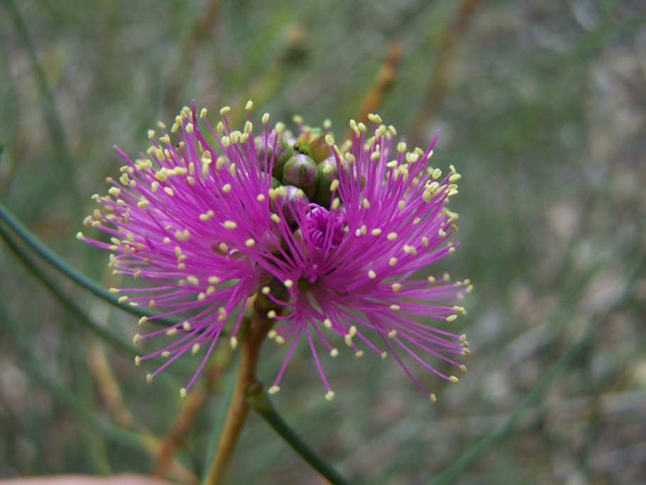 Kunzea ambigua (Кунцея)
