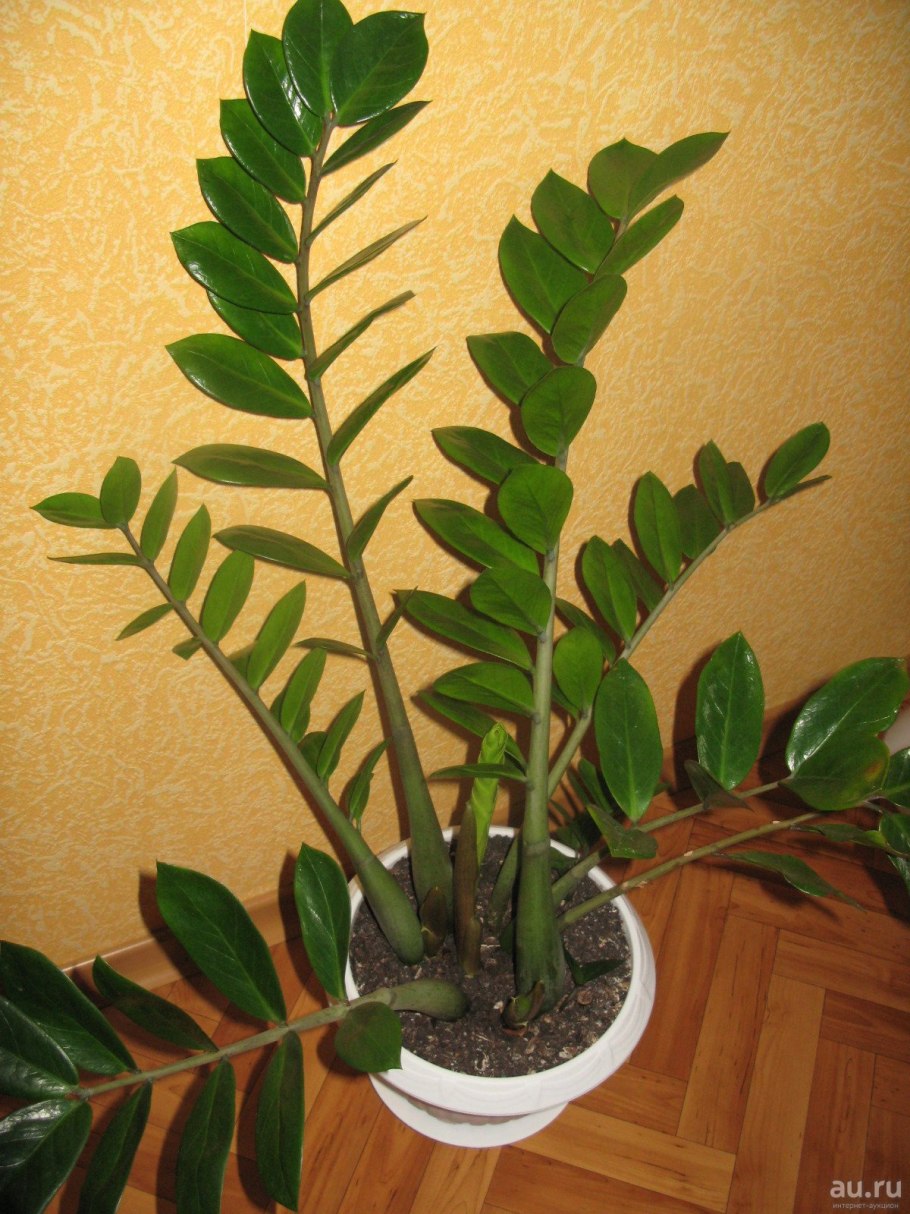 Замиокулькас долларовое дерево