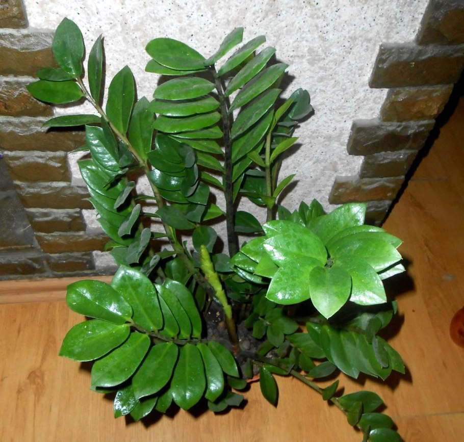 Zamioculcas Emerald Palm