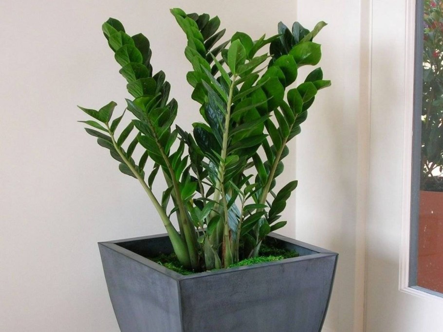 Замиокулькас zamiifolia