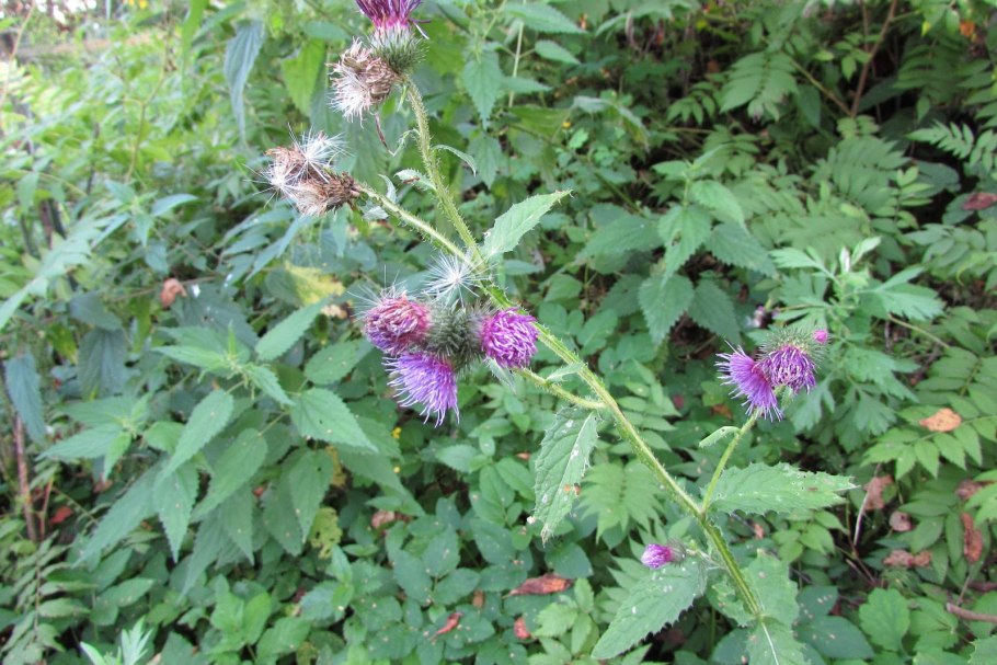 Татарник разнолистный