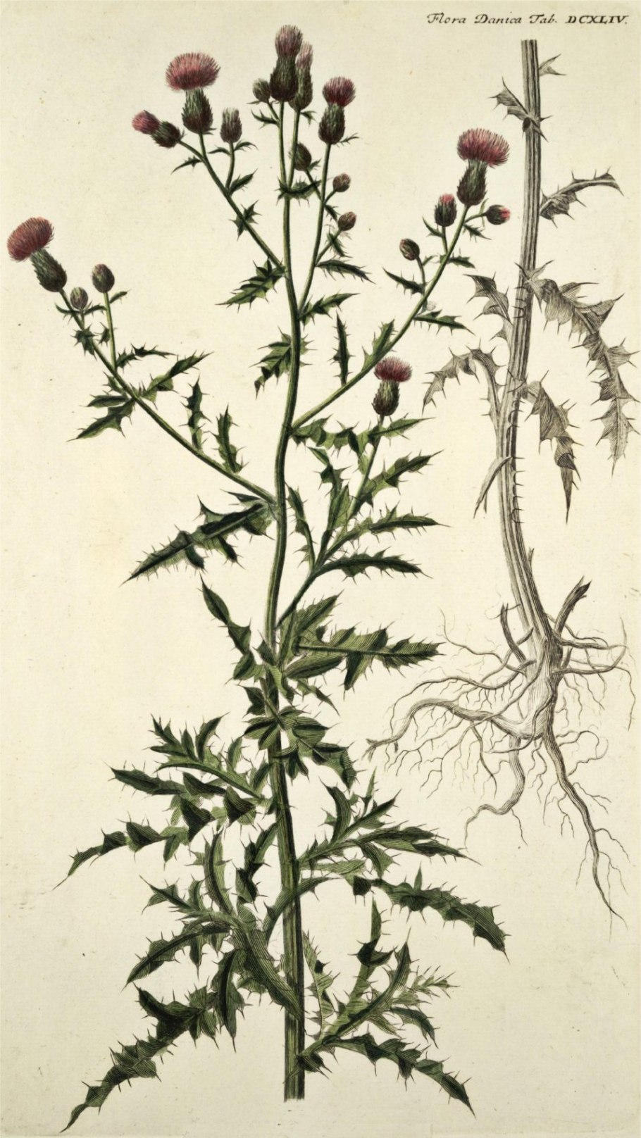 Осот Лесной