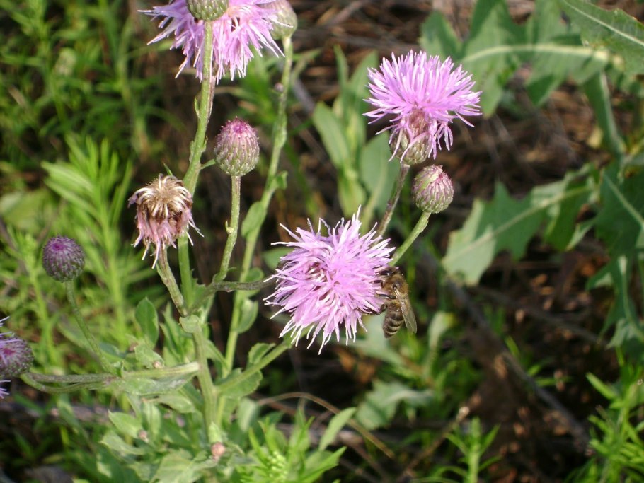 Бодяк полевой (Cirsium arvense)