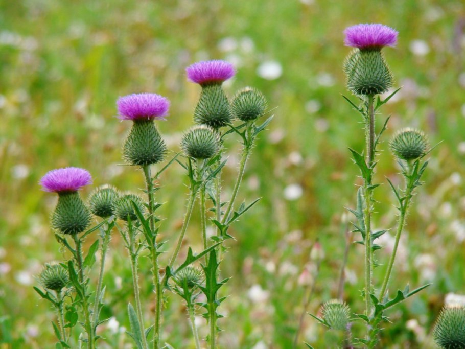 Бодяк полевой (осот розовый) Cirsium arvense