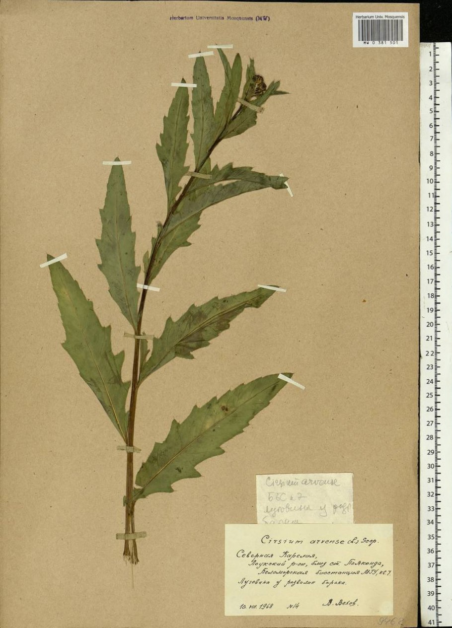 Осот полевой Мурманская область