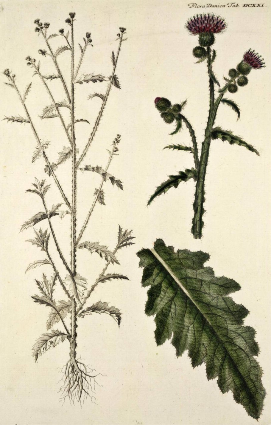 Бодяк полевой (Cirsium arvense)