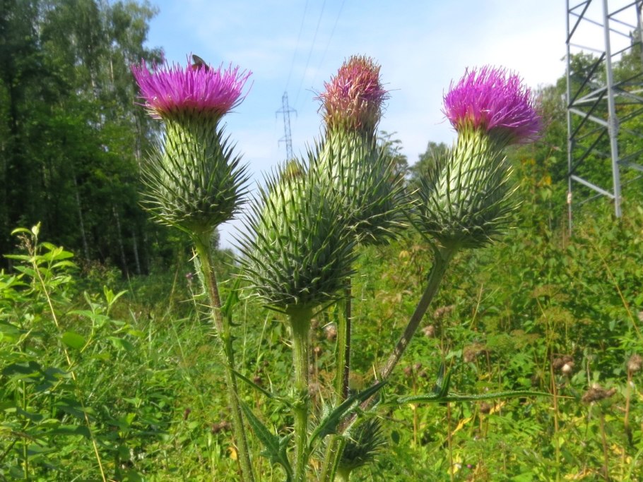 Cirsium pugnax