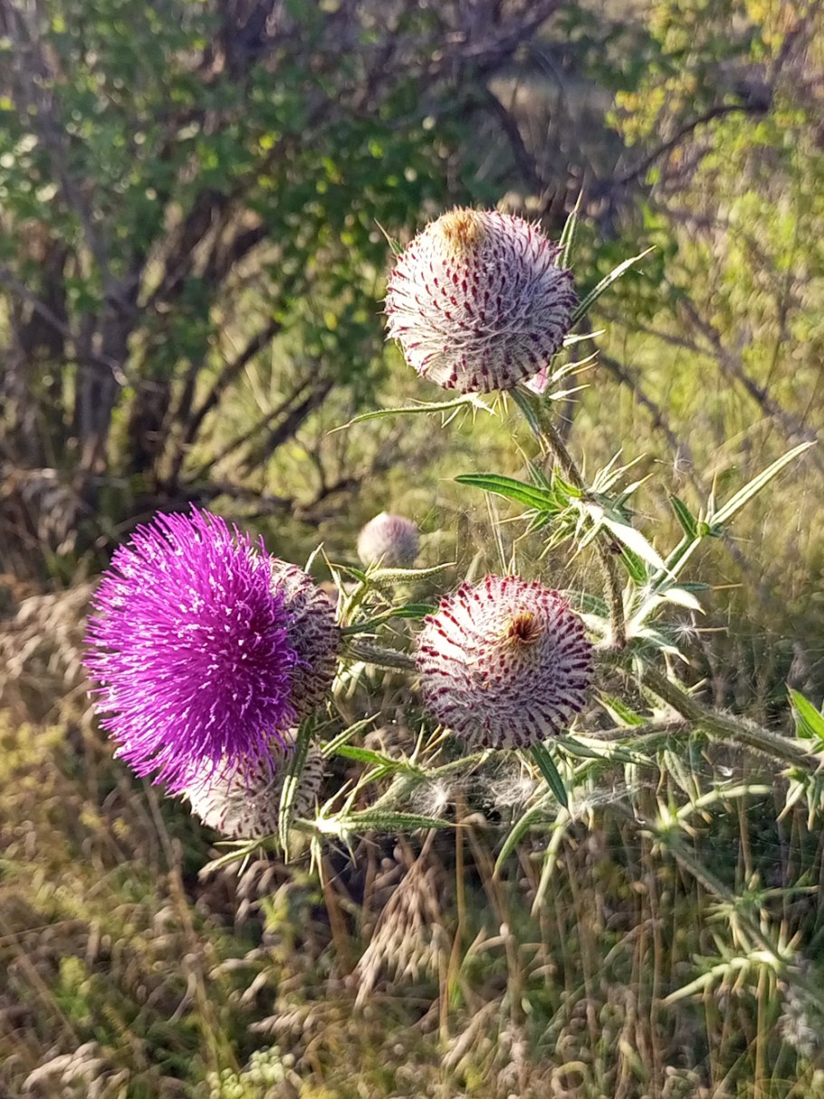 Бодяк полевой Покрытосеменные