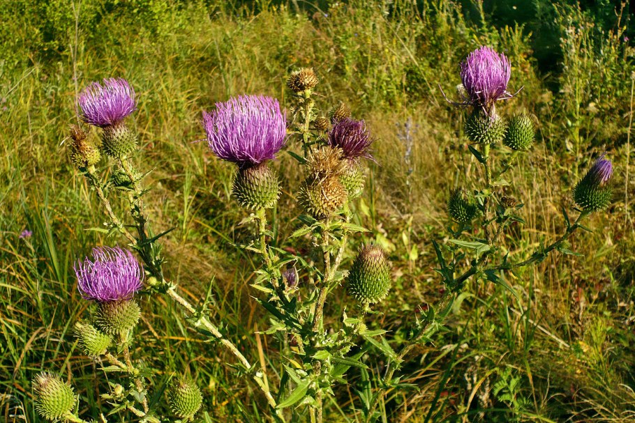 Бодяк полевой Cirsium arvense (l.) SCOP. S. L.