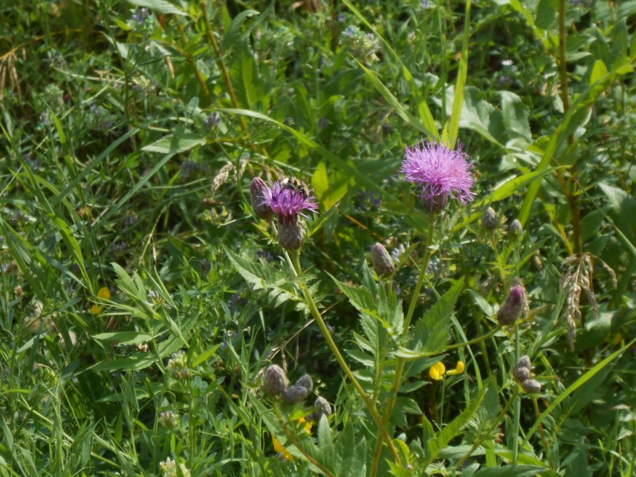 Бодяк полевой Cirsium arvense (l.) SCOP.