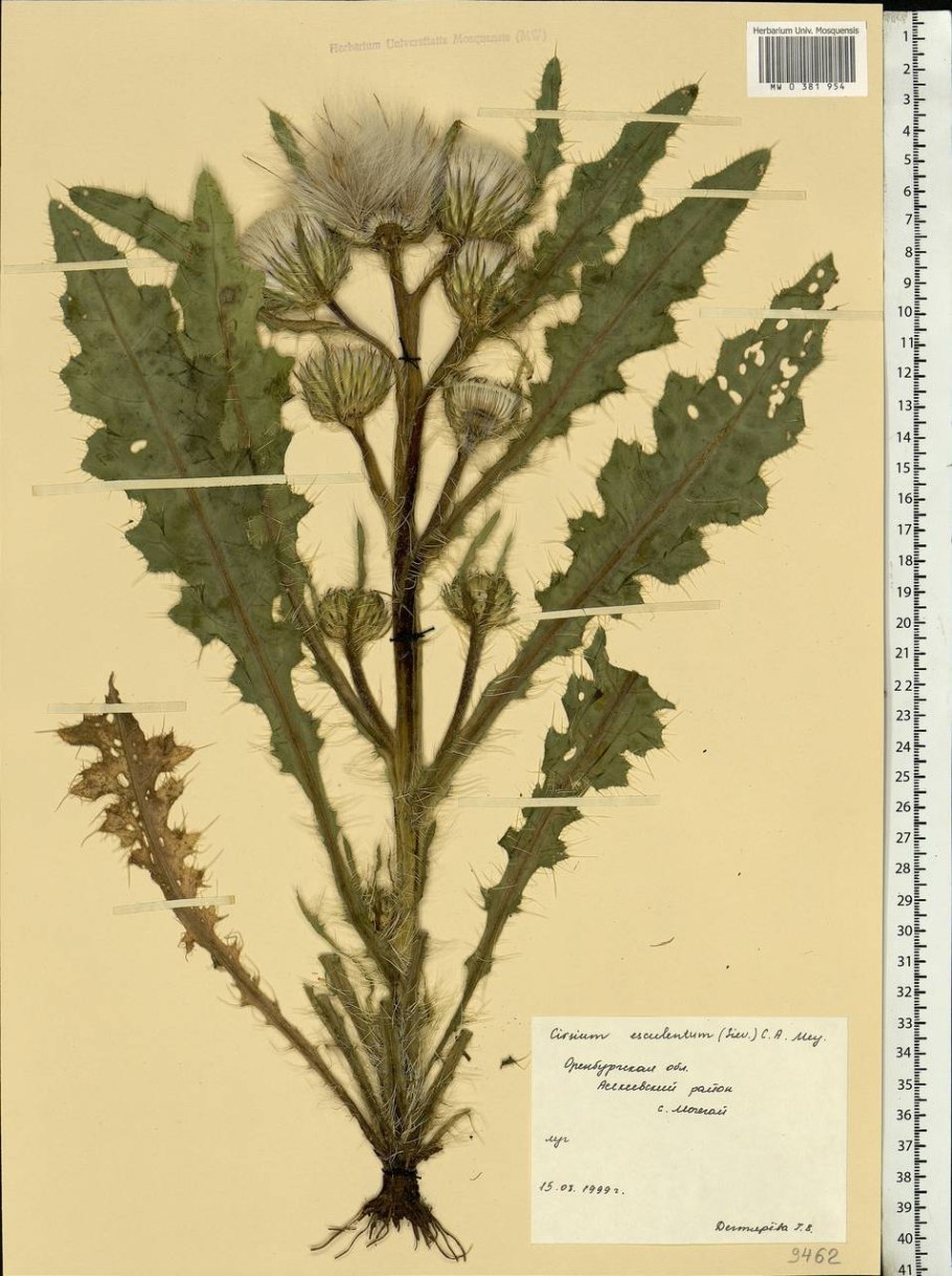 Бодяк обыкновенный медонос