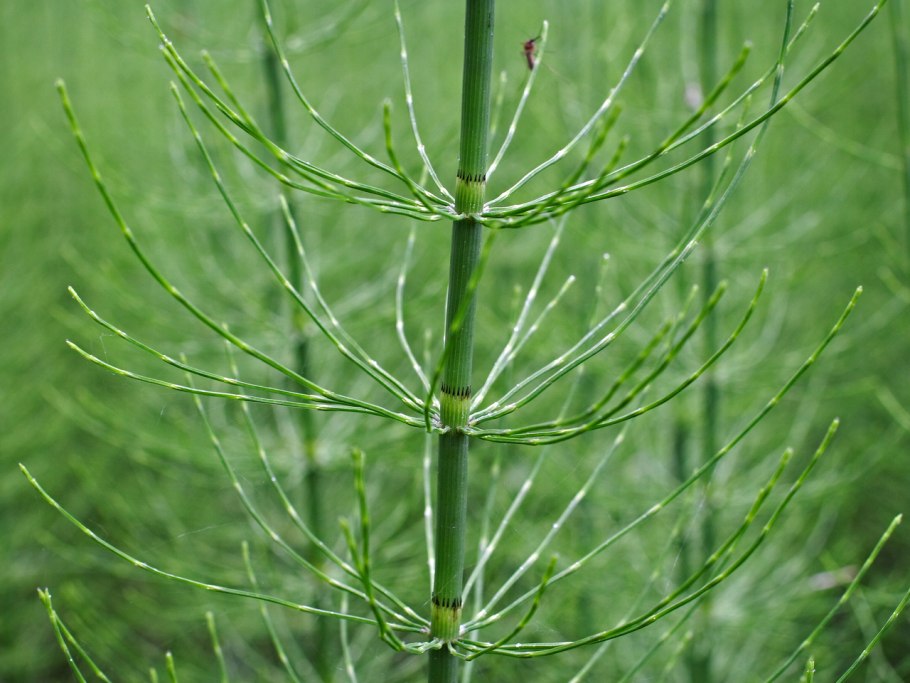 Equisetum telmateia
