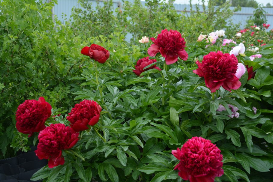 Пион ред Чарм