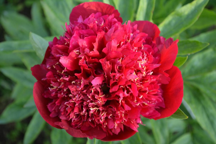 Пион ред Денди