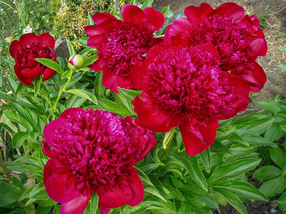 Пион гибридный Red Charm