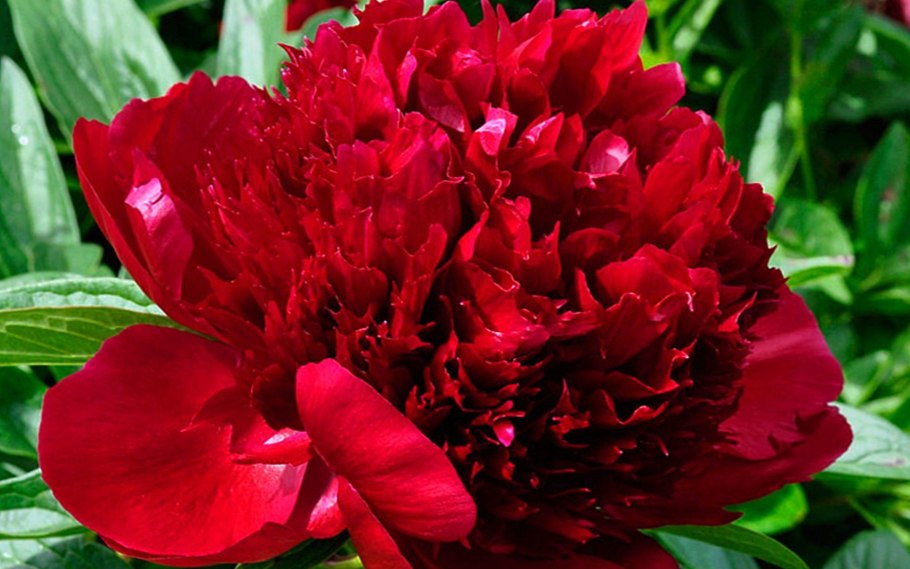 Брайтнис пион США Гласкок