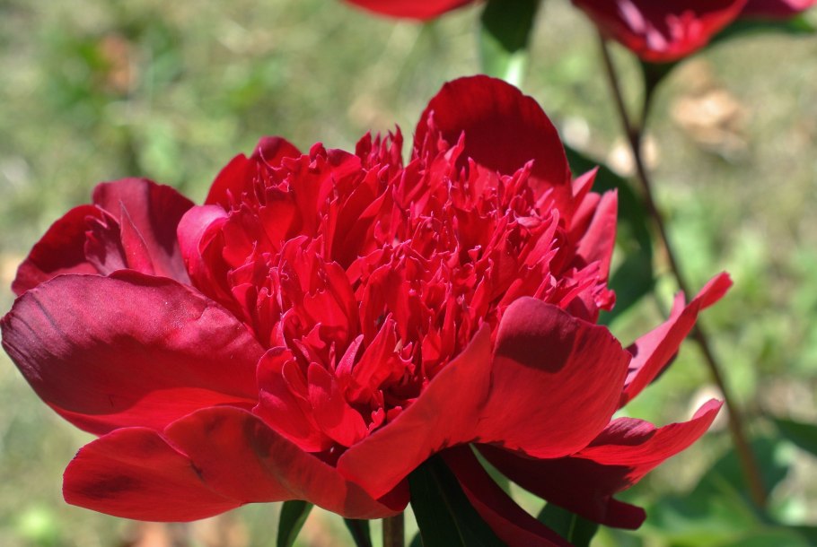 Пион Ито Хиллари