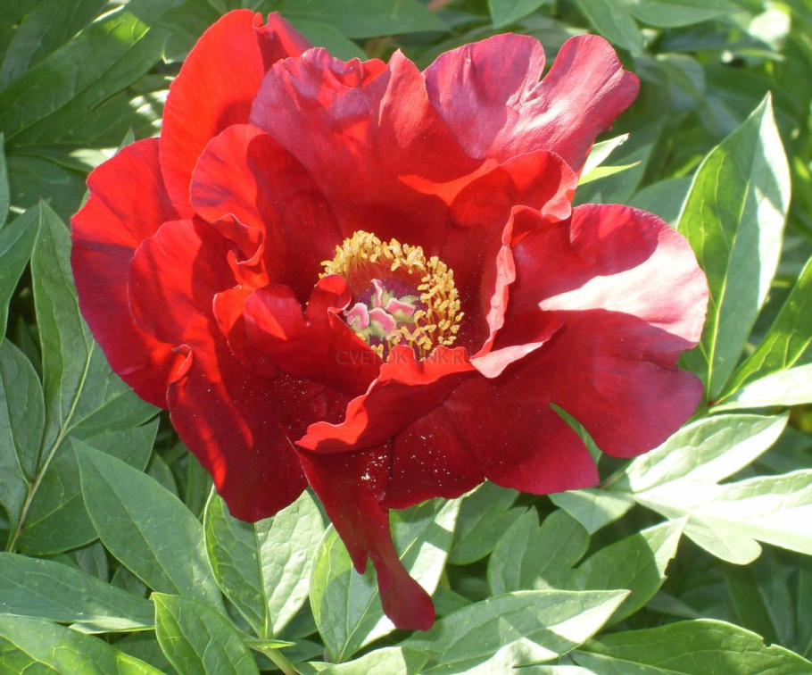 Пион молочноцветковый ред Шарм