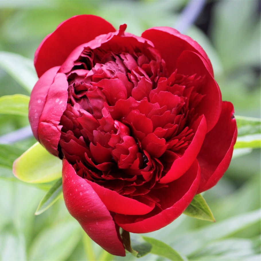 Raspberry Ice пион