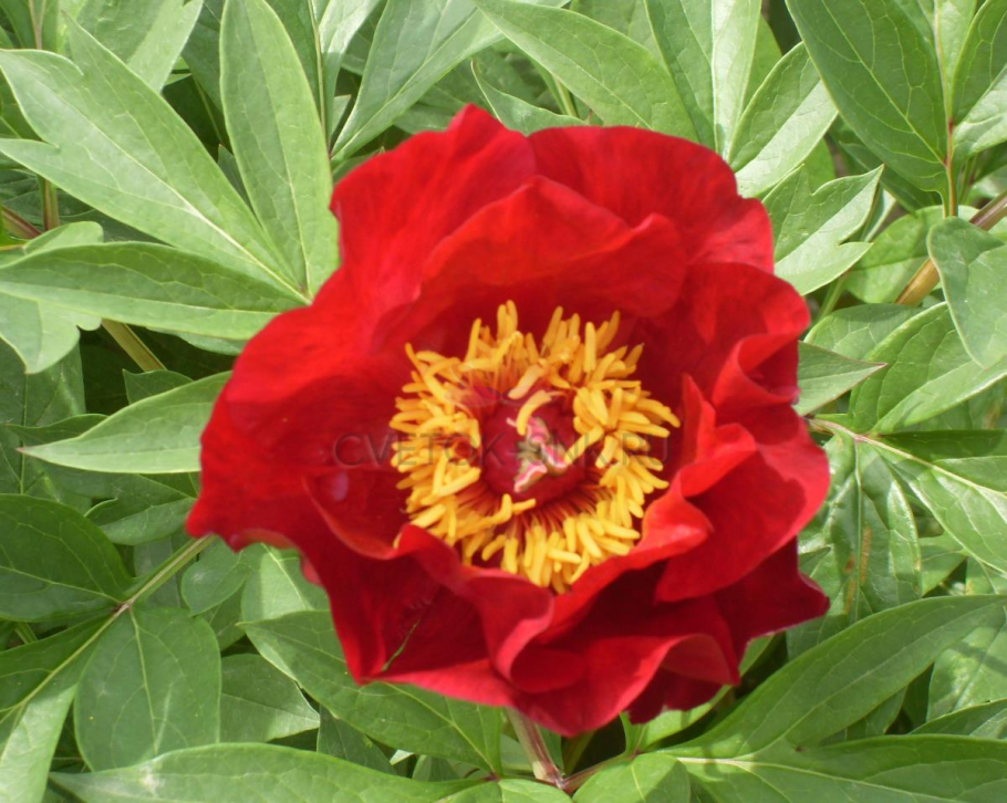 Пион Sonoma Velvet Ruby