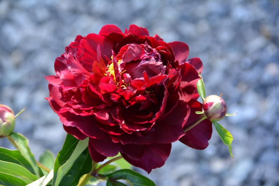 Пион Мисс Америка