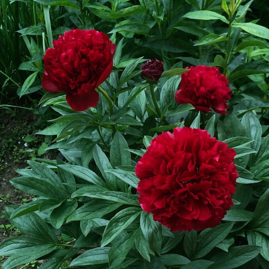 Пион сорт Диана Паркс