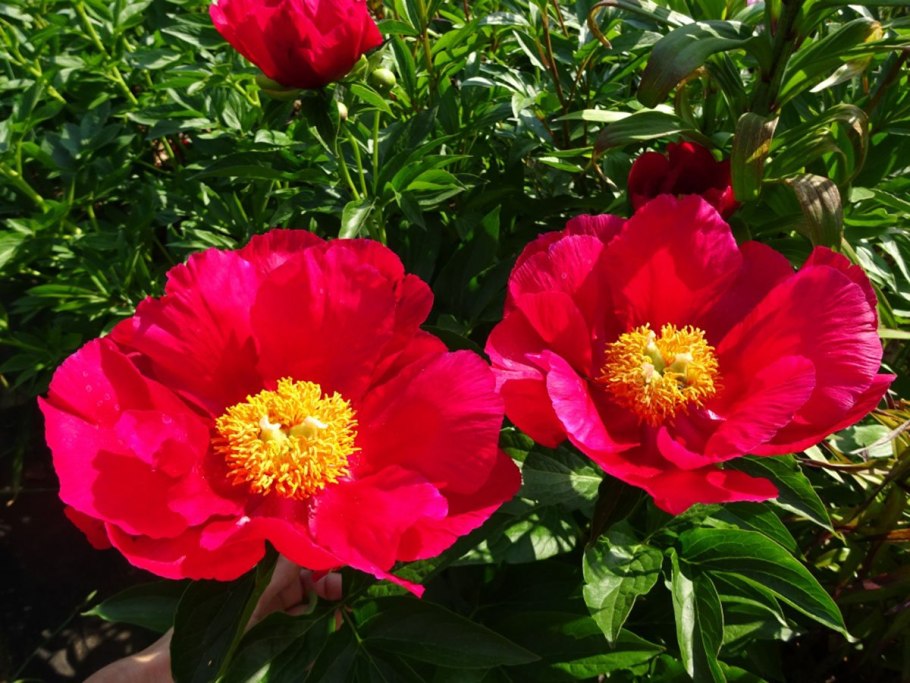 Пион молочноцветковый ред Шарм