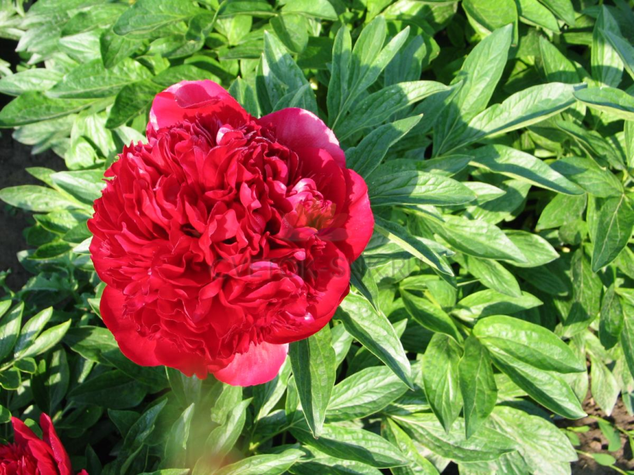 Пион молочноцветковый Red Magic