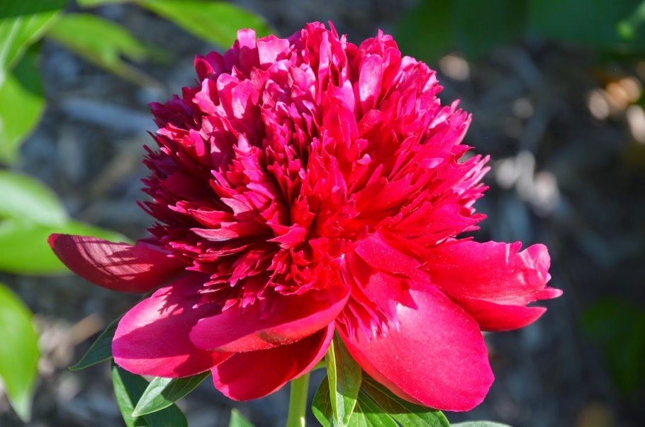 Пион молочноцветковый Double Red