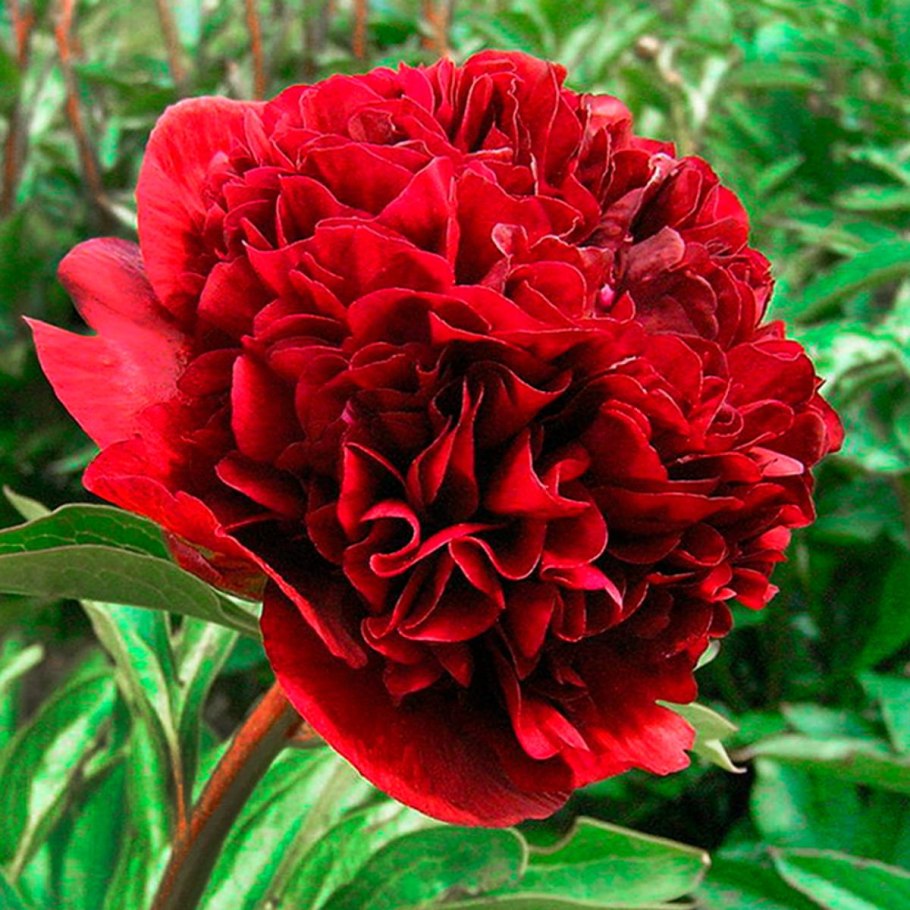 Пион молочноцветковый Double Red