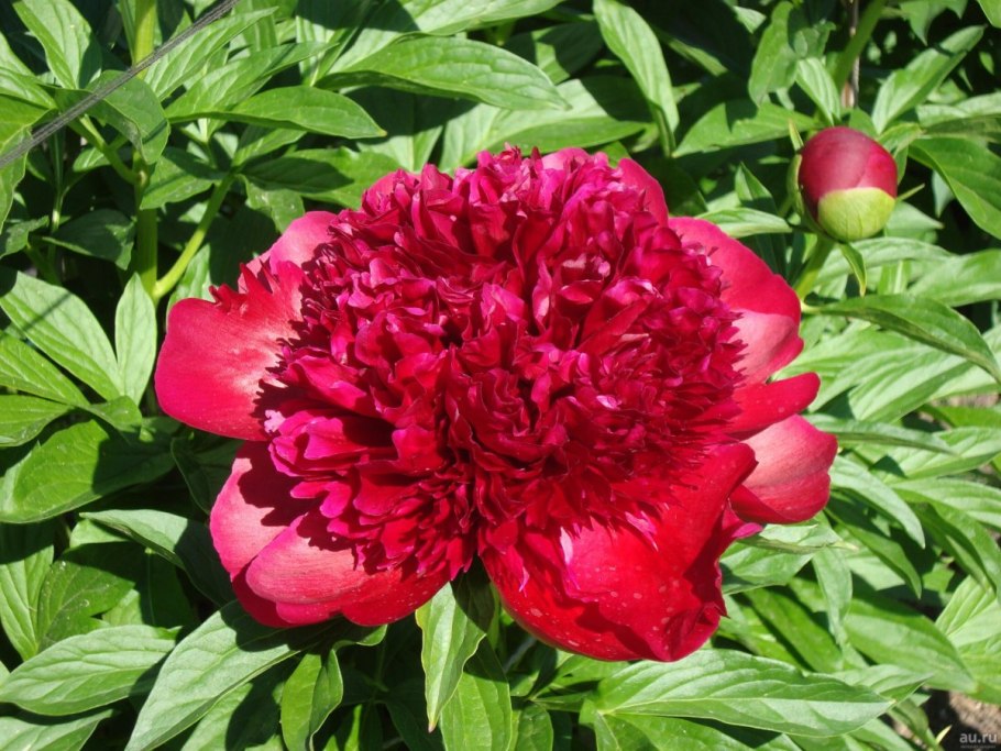 Пион молочноцветковый ред Сара Бернардт