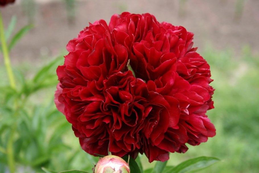 Пион Вальтер Майнц