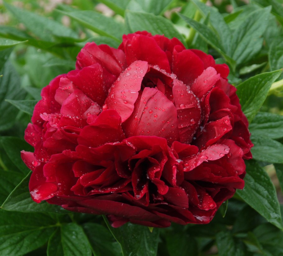 Пион молочноцветковый ред Грейс