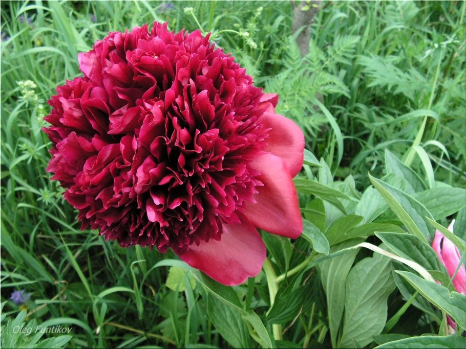 Пион ред Чарм Red Charm