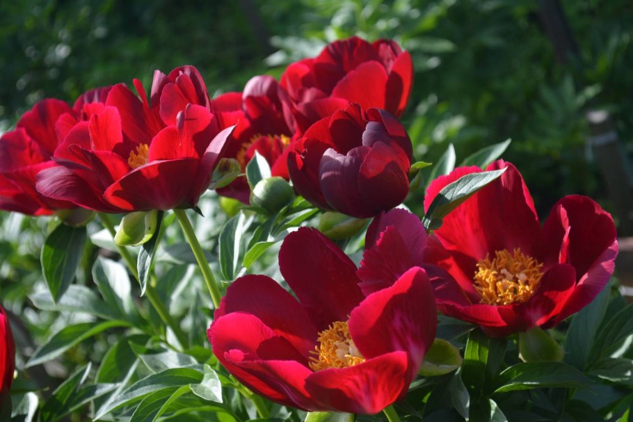 Скарлет Хевен Ито-гибрид