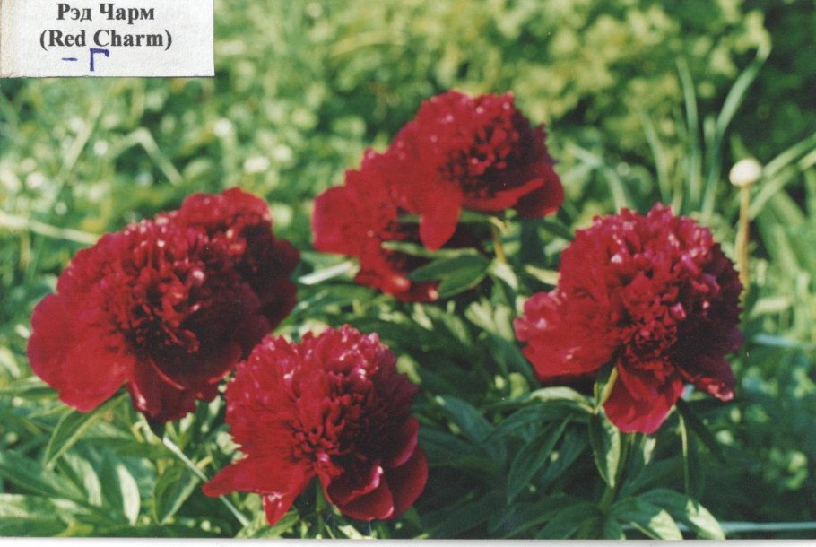 Пион травянистый Рубра плена