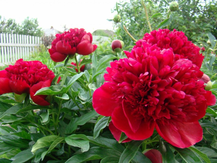 Пион японский Уолт Мейнс