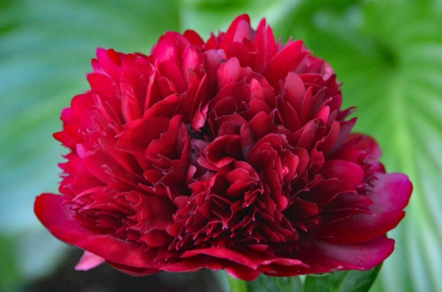 Скарлет Хевен Ито-гибрид