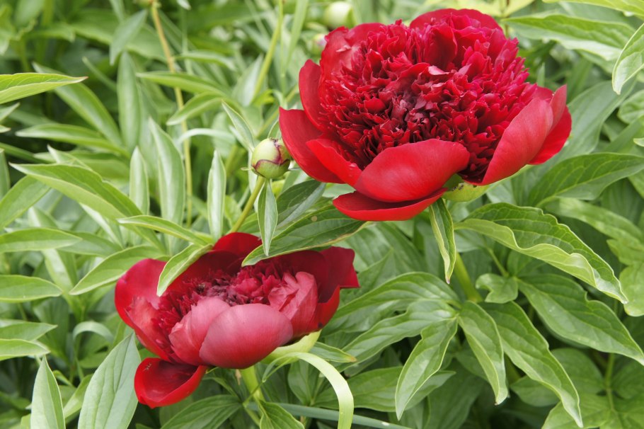 Пион Ито-гибрид Бартзелла