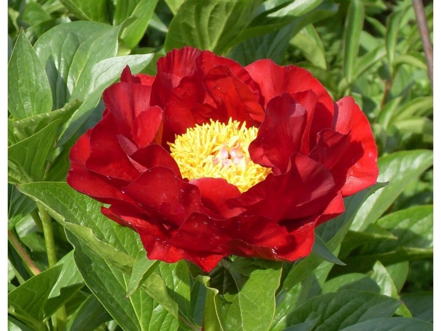 Пион молочноцветковый Double Red