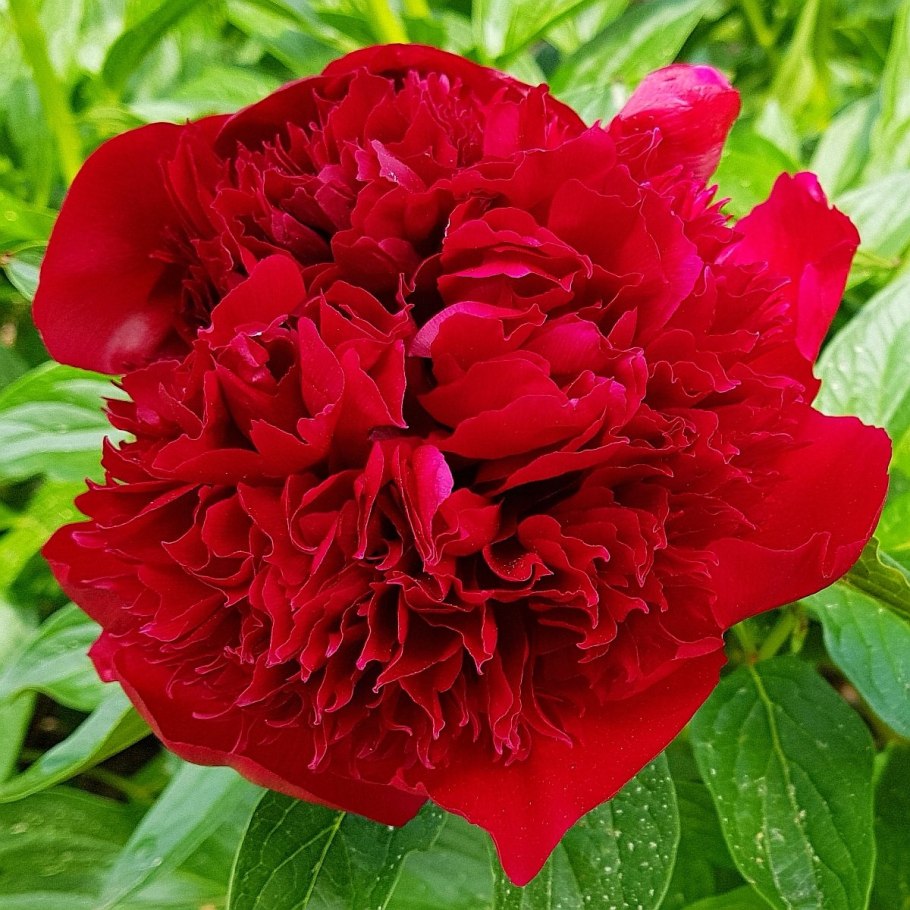 Пион сонома Хало