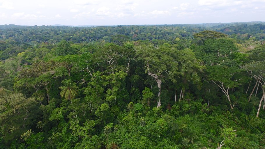 Тропические леса Эфиопии