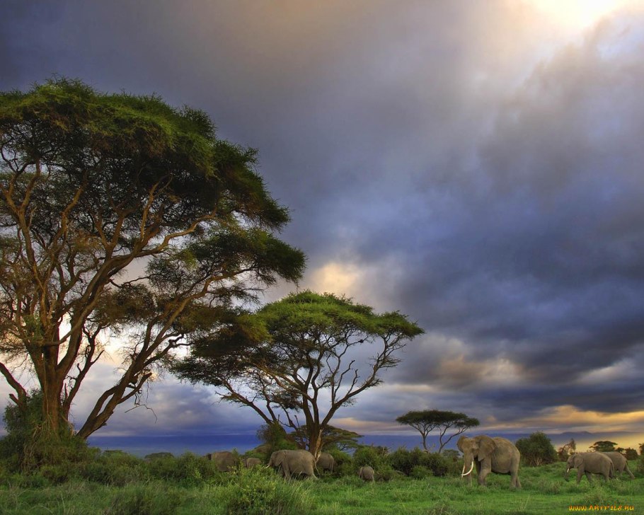 Зонтичные акации в Австралии